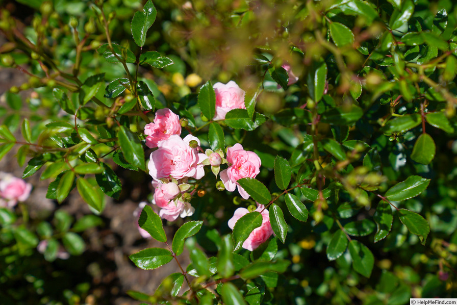 'The Fairy' rose photo