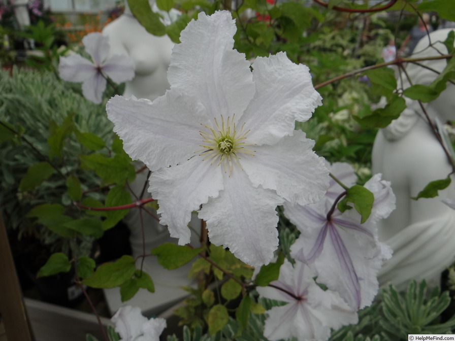 'Prince George' clematis photo