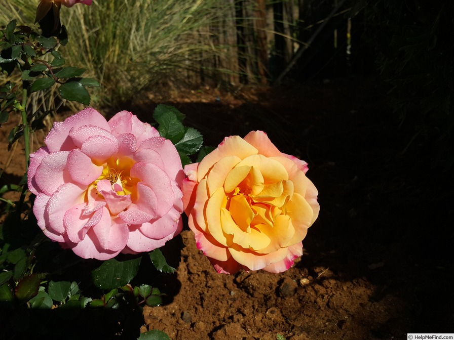 'Cubana (hybrid tea, Kordes 1988)' rose photo