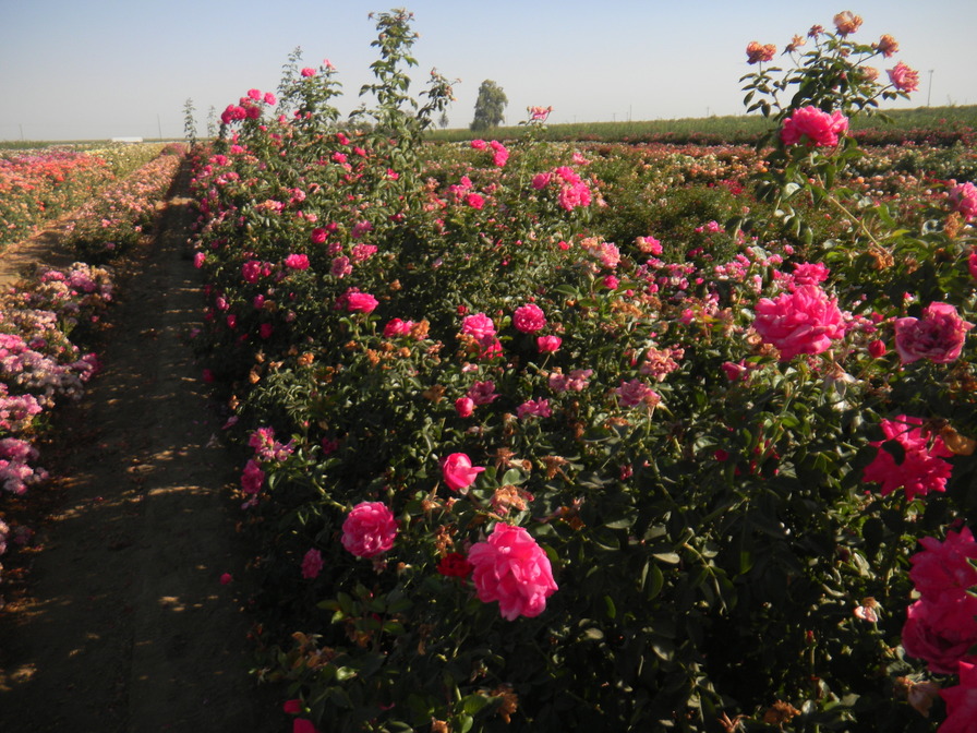 'Highwire Flyer™' rose photo