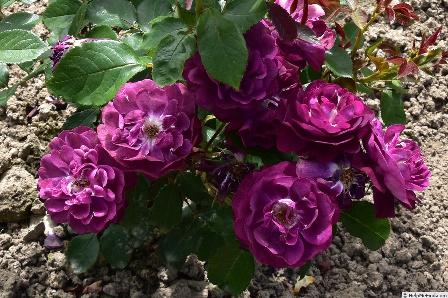 'Nachtnymphe' rose photo