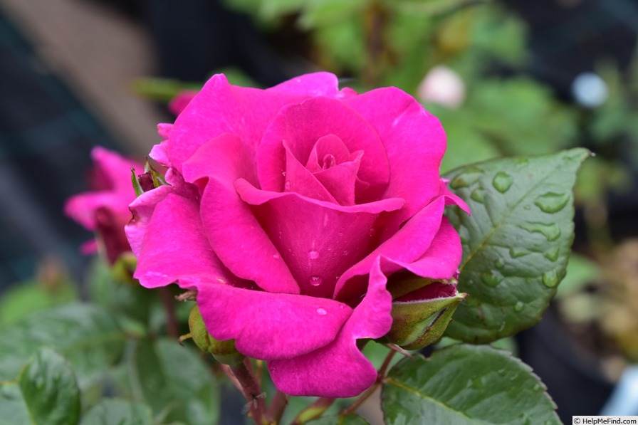 'Captivante' rose photo