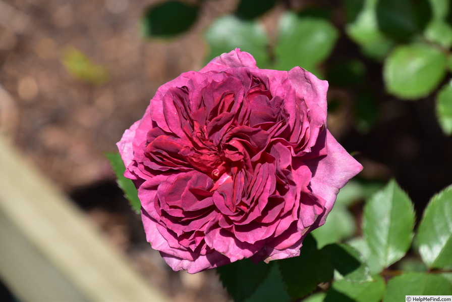 'Smoky Plum' rose photo