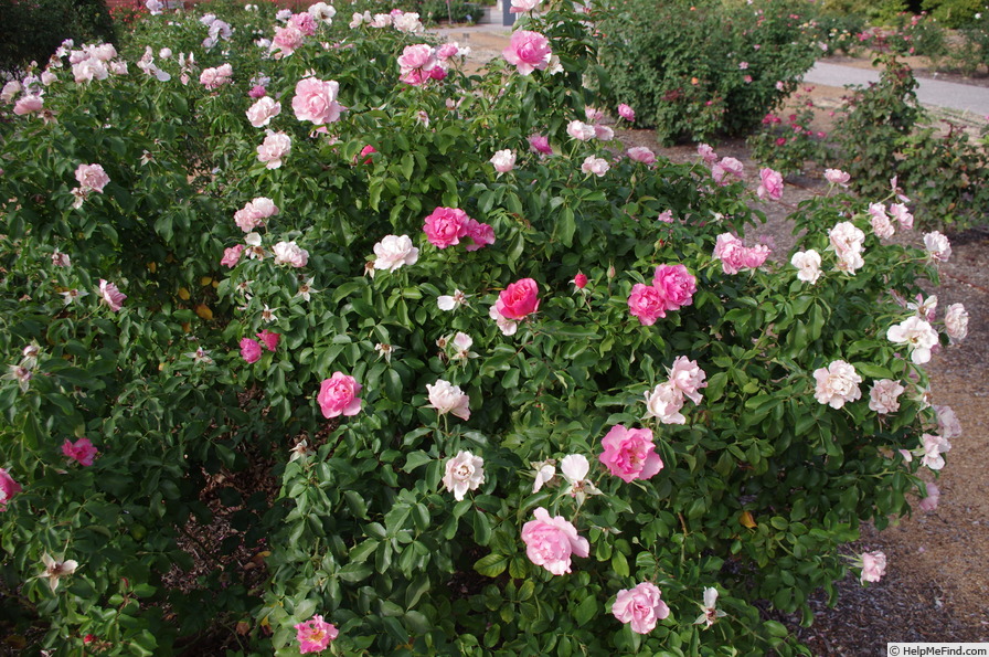 'Jodi Lee ™' rose photo