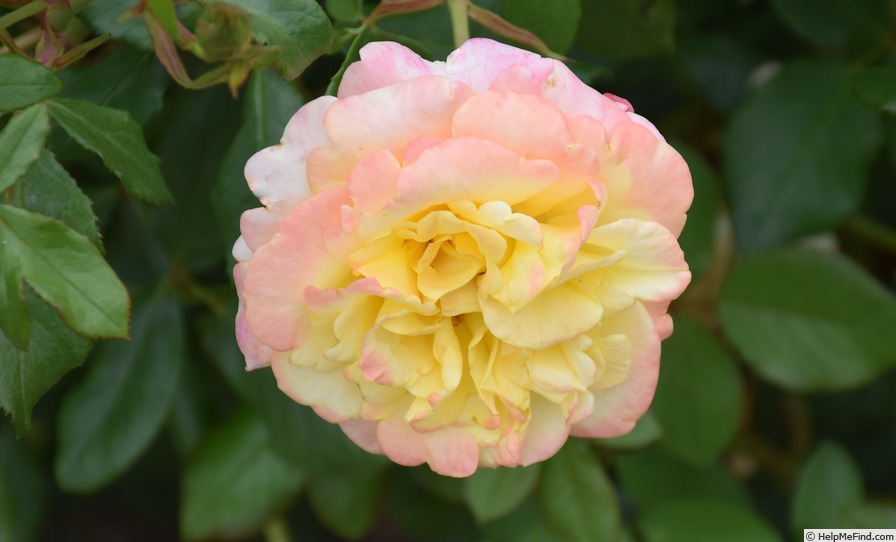 'KORmysloar' rose photo
