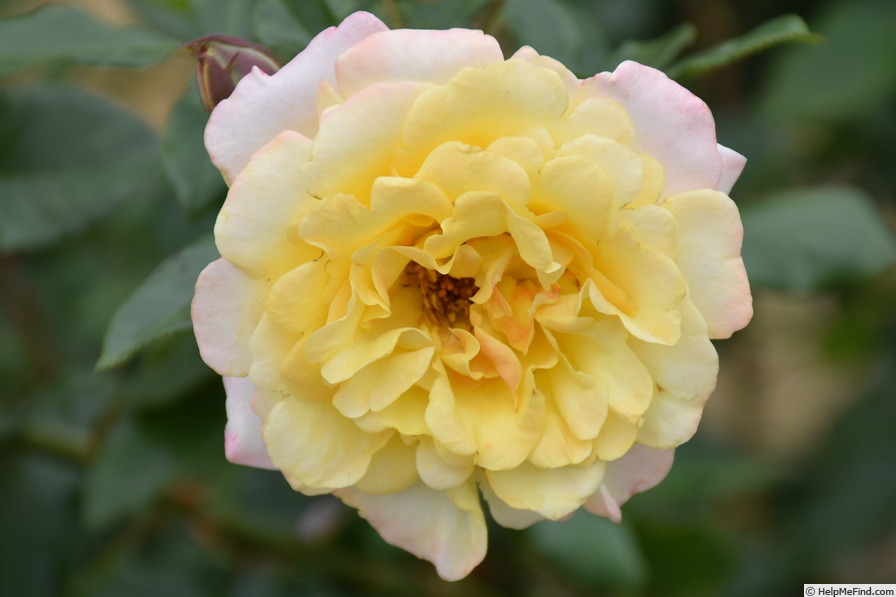 'KORmysloar' rose photo