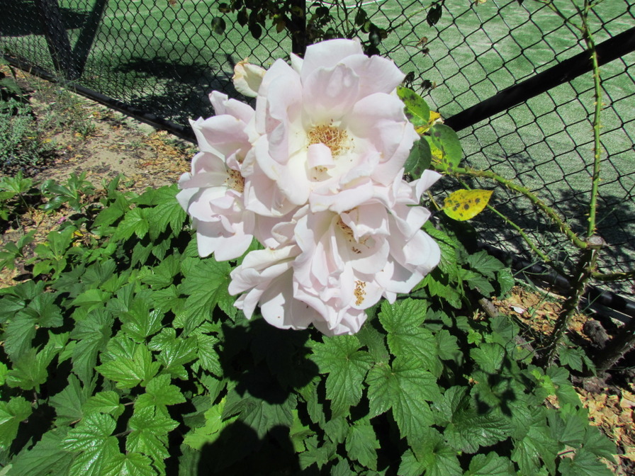 'Daydream (climber, Clark, 1925)' rose photo