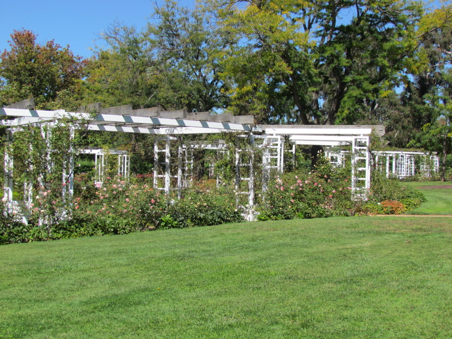 'Old Parliament House Gardens - Macarthur Rose Garden'  photo