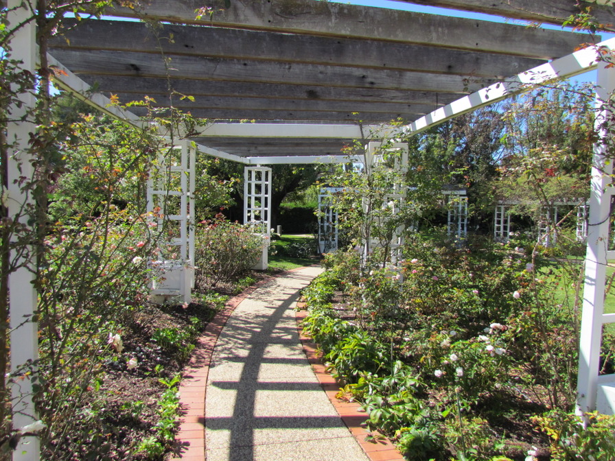 'Old Parliament House Gardens - Macarthur Rose Garden'  photo