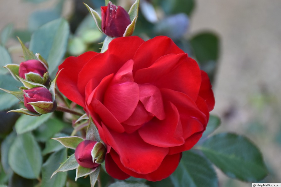 'Black Forest Rose ®' rose photo