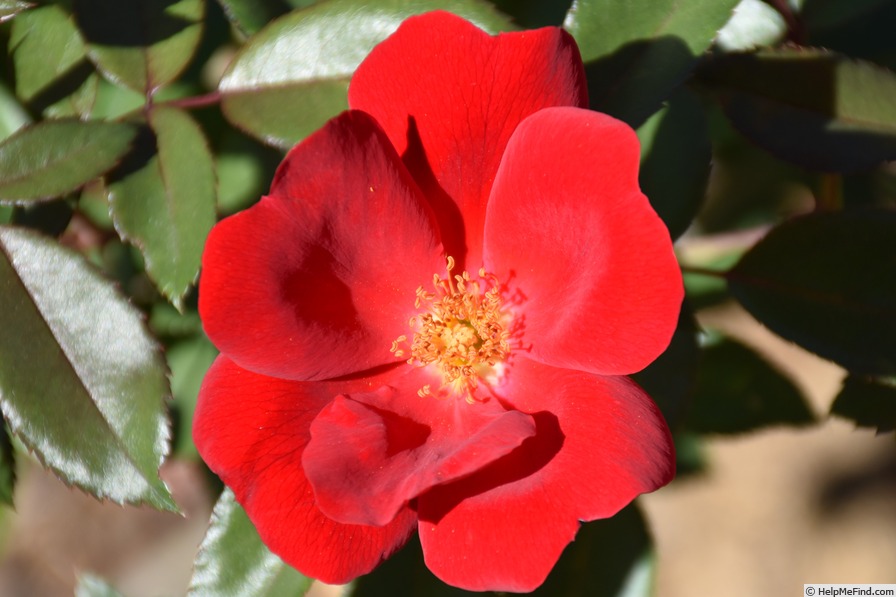 '6104-04-2' rose photo