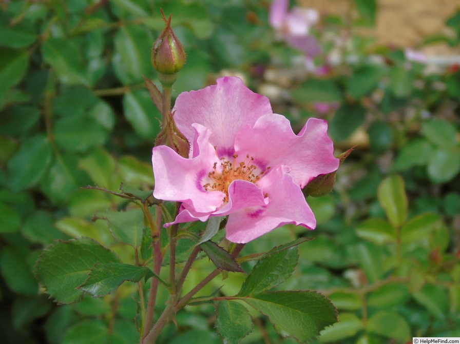 'X532-C1' rose photo