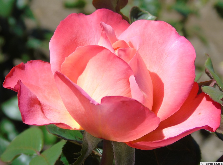 '5064-99-4' rose photo