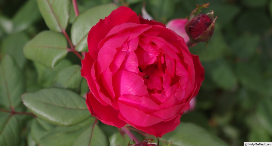 '5112-05-2' rose photo