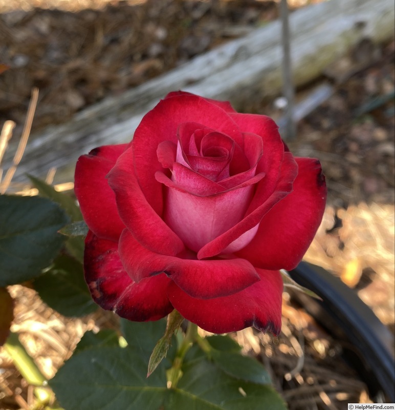 'Caboose' rose photo