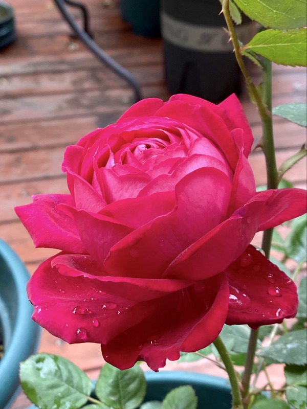 'Elegance  ® Française' rose photo