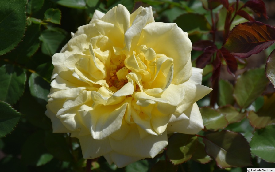 'POR0513' rose photo