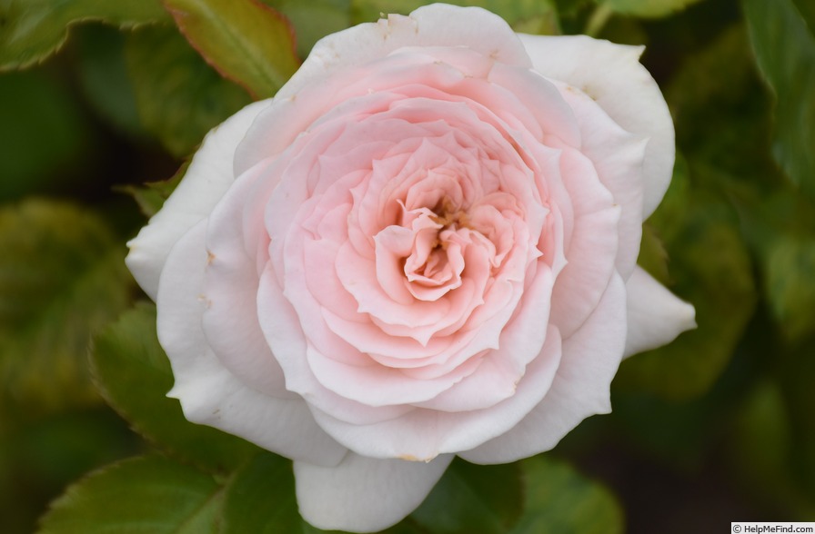 '3004' rose photo