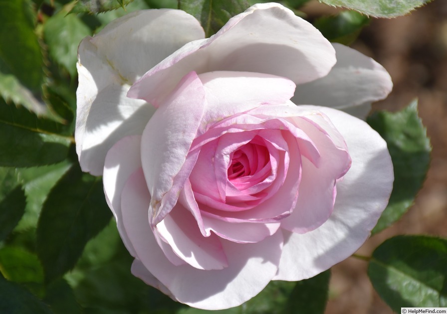 '4016' rose photo