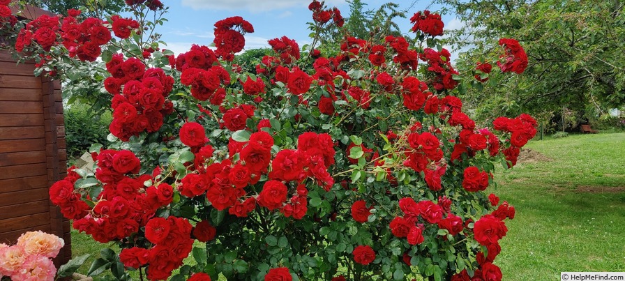 'Amadeus ™ (LCl, Kordes 2003)' rose, click to enlarge 'Amadeus ™ (LCl, Kordes 2003)' rose photo