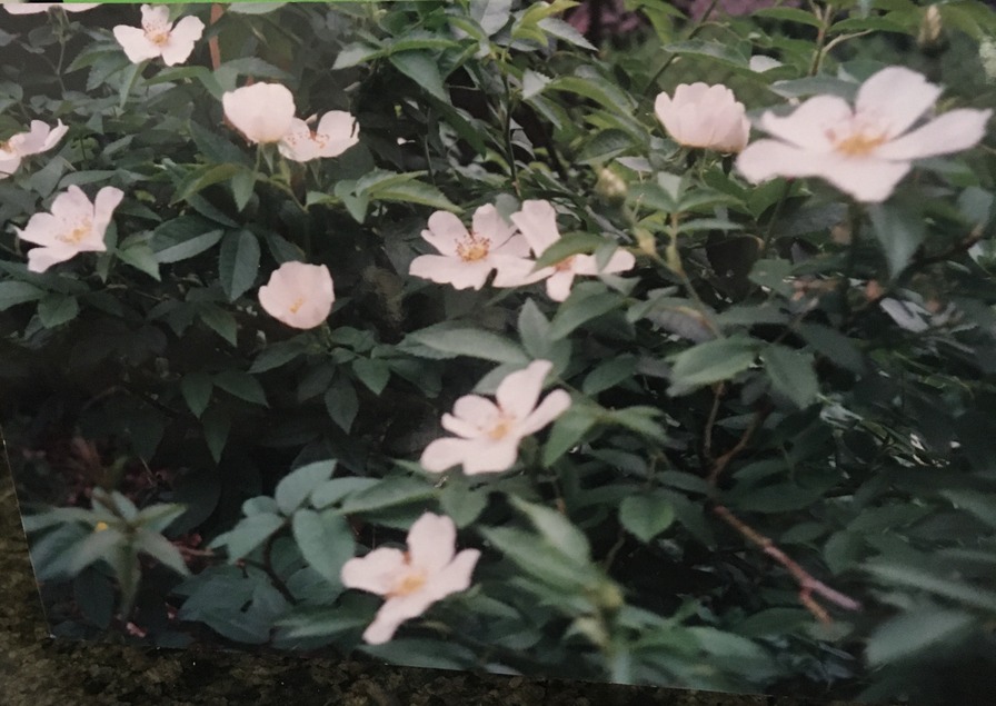 'R. coriifolia froebelii' rose photo