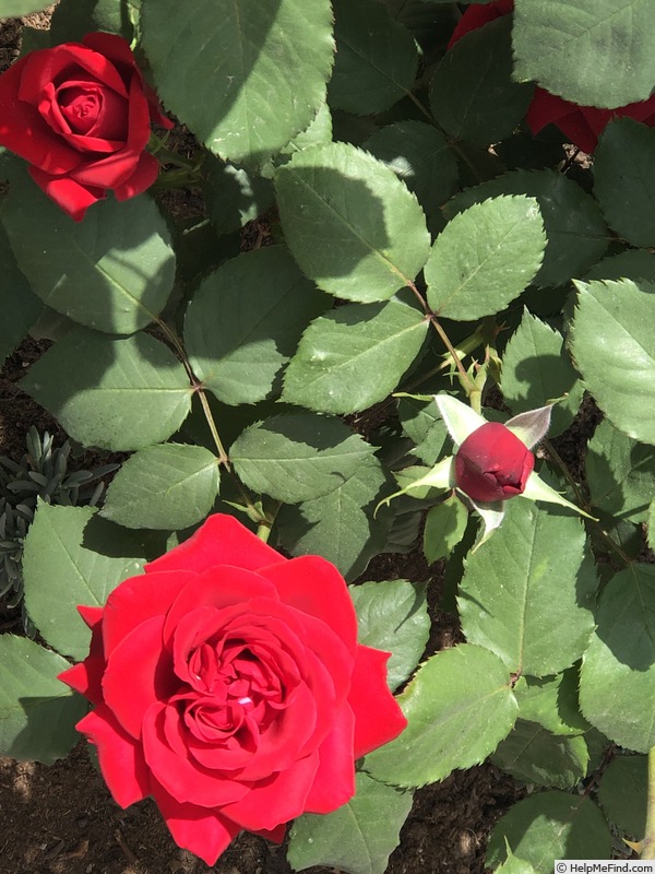 'Olympiad ™ (hybrid tea, McGredy 1972)' rose photo