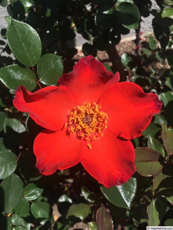 'Playtime ™ (floribunda, Moore, 1989)' rose photo