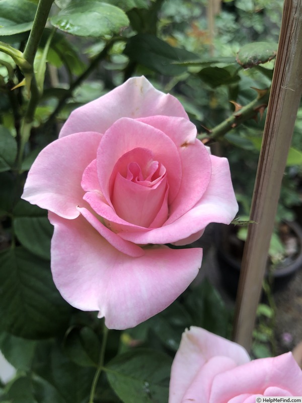 'Pretty Woman ® (hybrid tea, Ferrer, 1996)' rose photo