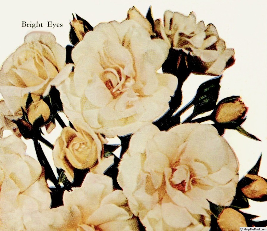 'Bright Eyes (floribunda, Duehrsen 1948)' rose photo