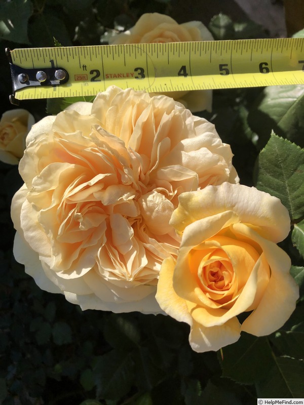 'Golden Zest ™' rose photo
