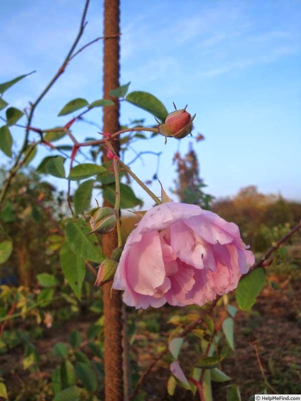 'Ornement des Bosquets' rose photo