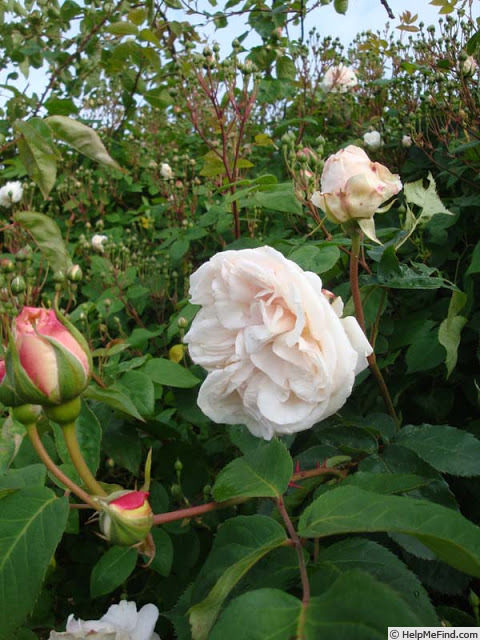 'Werner Dirks' rose photo