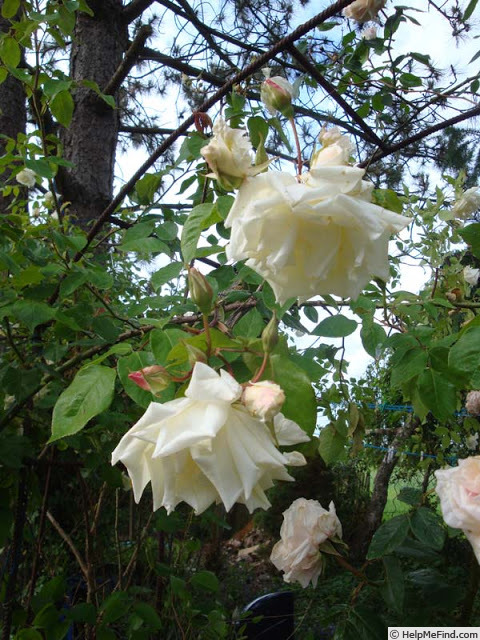 'Mrs. Herbert Stevens, Cl.' rose photo