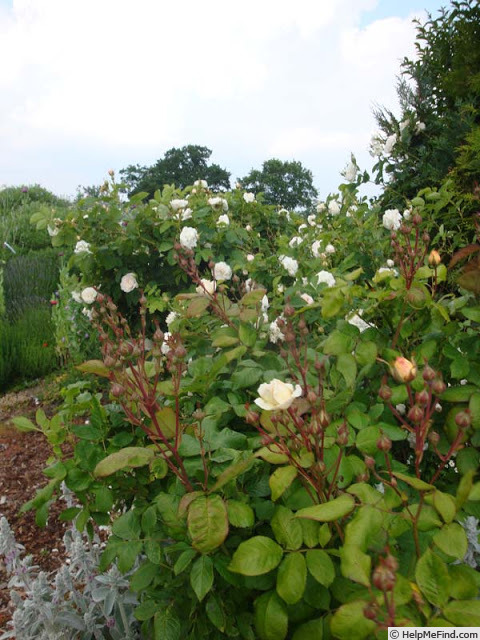 'Manuel Canovas ®' rose photo