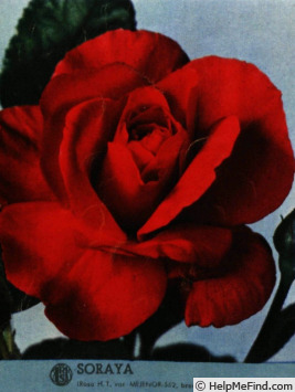 'Soraya ®' rose photo
