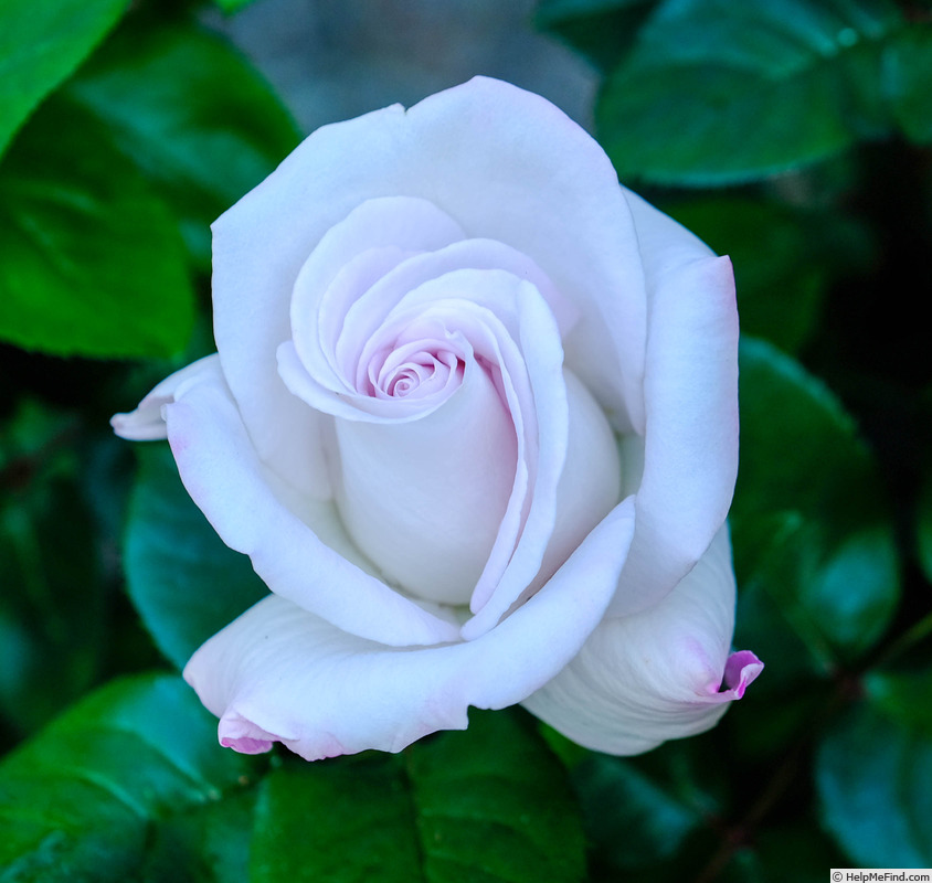 'World War II Memorial Rose ™' rose photo