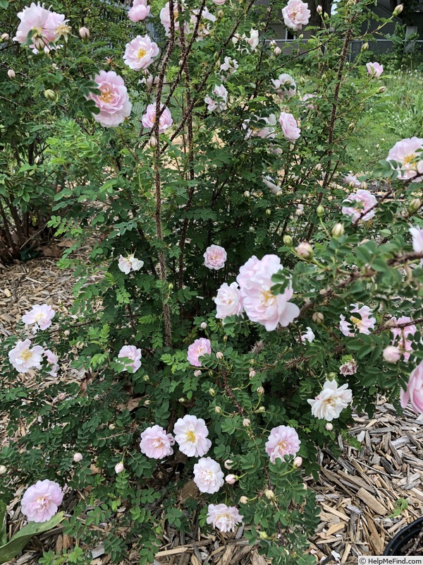 'R. spinosissima andrewsii' rose photo