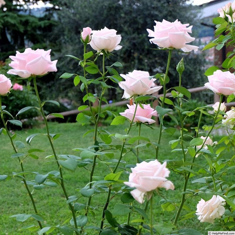 'Donna Marella Agnelli ®' rose photo