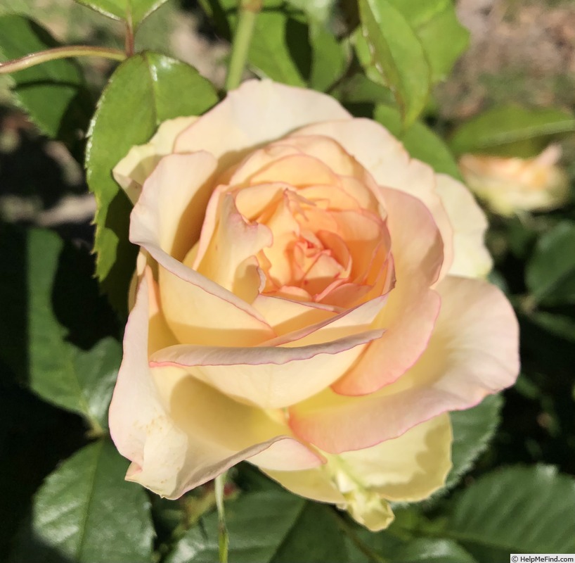 'JACmootono' rose photo