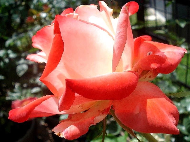 'Impératrice Farah ®' rose photo