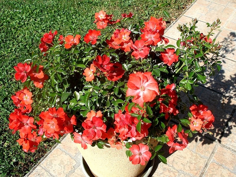 'Isalia ®' rose, click to enlarge 'Isalia ®' rose photo