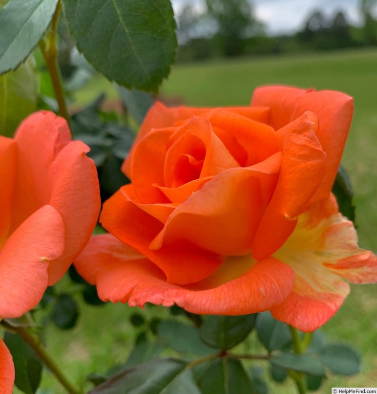 'Golden Slippers' rose photo