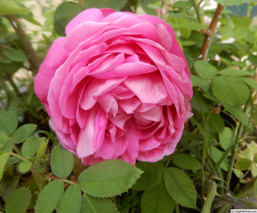 'La Reine' rose photo