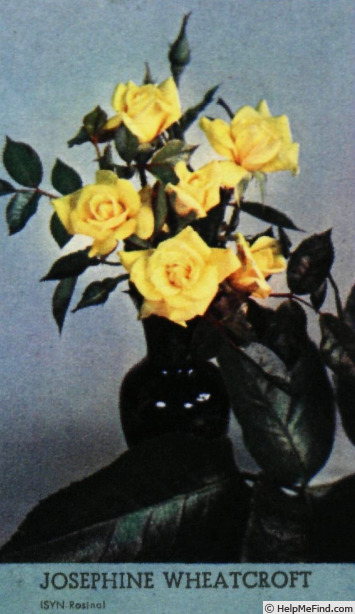 'Josephine Wheatcroft' rose photo
