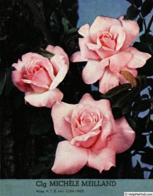 'Michèle Meilland, Cl.' rose photo
