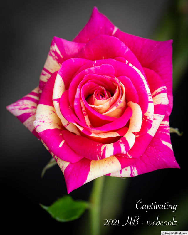 'Captivating' rose, click to enlarge 'Captivating' rose photo