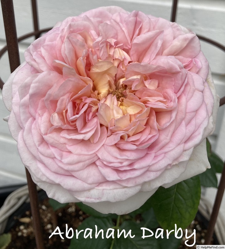 'Abraham Darby' rose photo