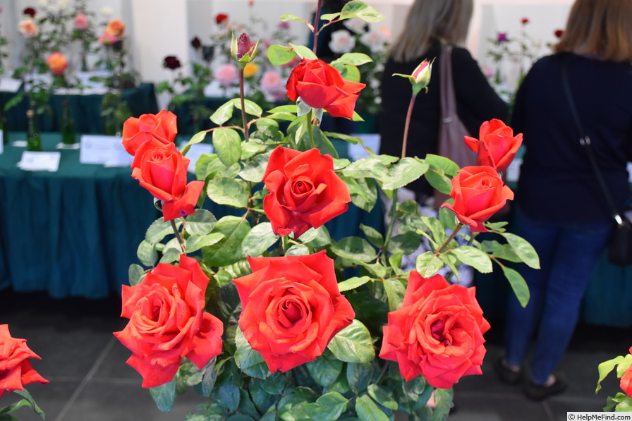 'Grande Amore ® (hybrid tea, Kordes, 1995/2004)' rose photo