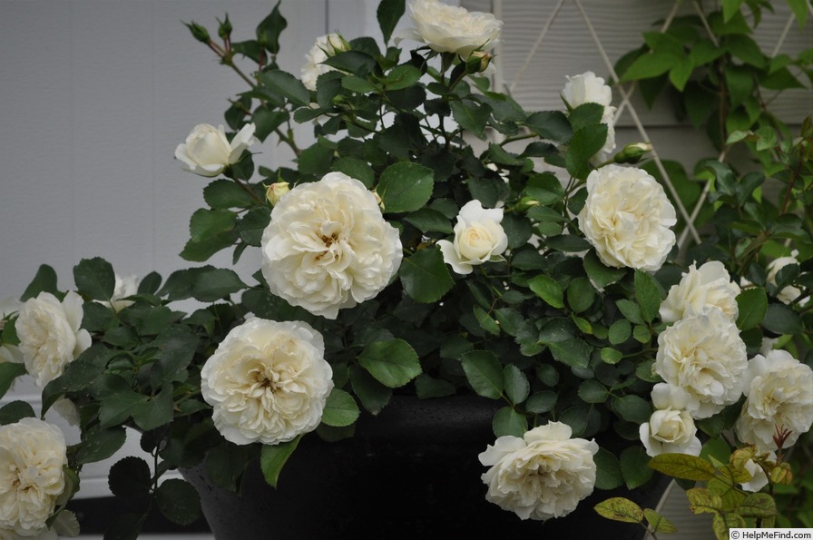 'White Meidiland' rose photo