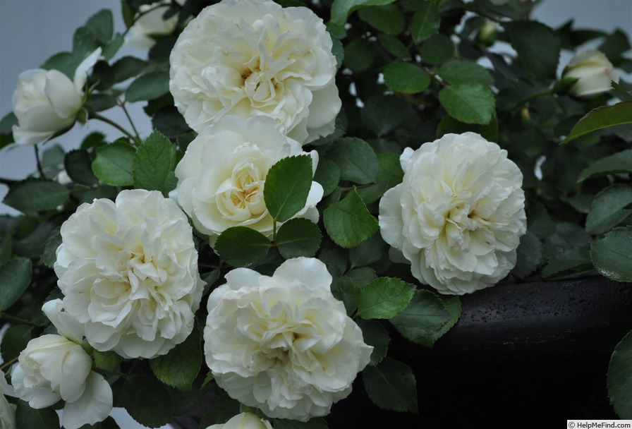 'White Meidiland' rose photo